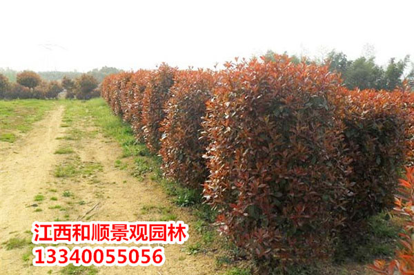 1506323750370776.jpg 紅葉石楠柱.jpg